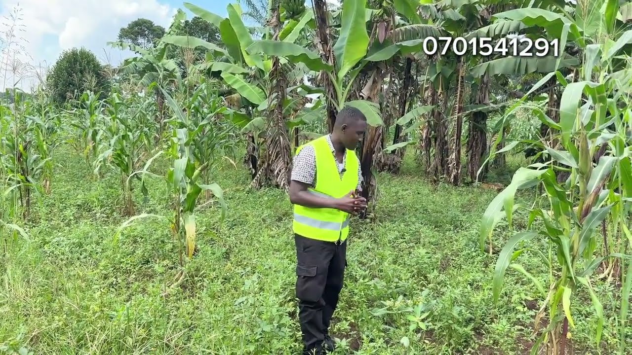 Cheap land for sale in Uganda $9500 USD 
