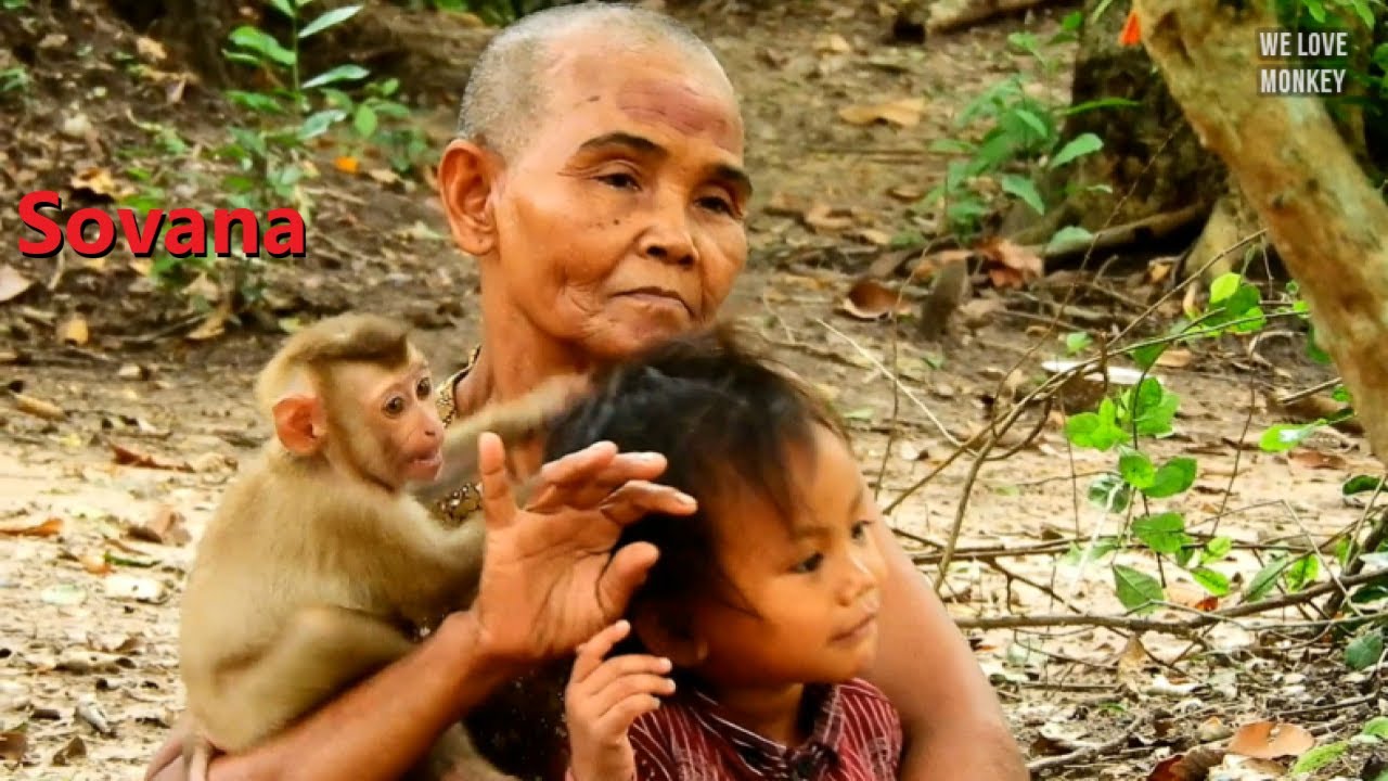 Abandoned Baby Monkey Sovana Run to Hug Grandma And Little Boy, Sovana Really Likes Human Friend