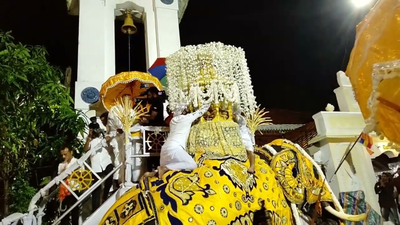 Majestic Tusker for a Sri Lankan Procession - elephant at Hendala Buddha Jayanthi Maha Perahera 2023