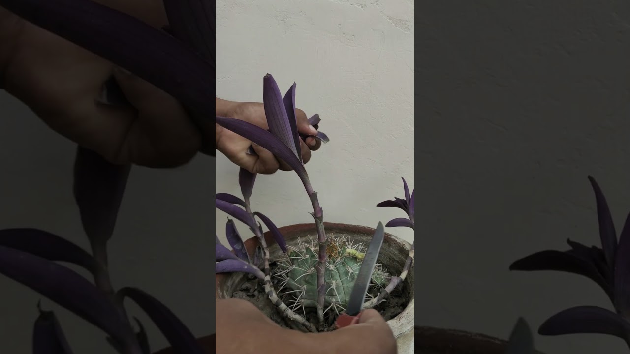 Video # 3, Home Pot Plants #potplants #plants #laymanplants