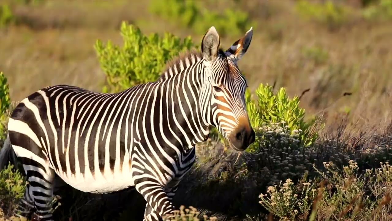 Cape of Good Hope Wildlife and The Fynbos