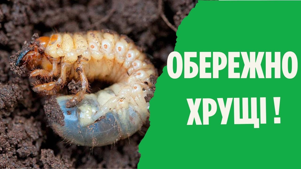 Хрущ або травневий жук як боротися зі шкідником