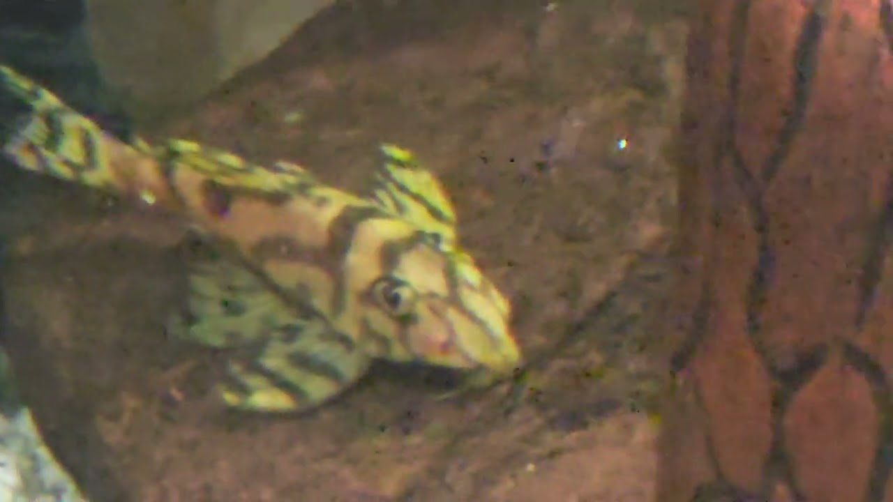 Super YELLOW L236 pleco fish and BABIES!!