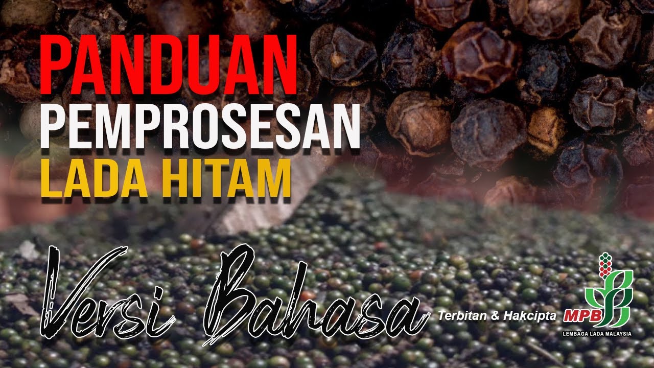 Panduan Pemprosesan Lada Hitam
