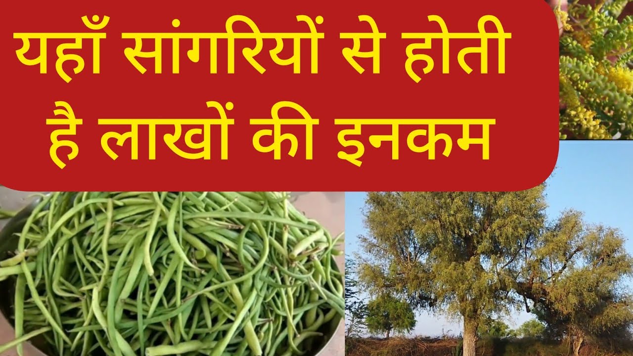 सांगरियों से होती है लाखों की इनकम//खेजड़ी और सांगरी के बारे में सम्पूर्ण जानकारी//Sangari ki sabji