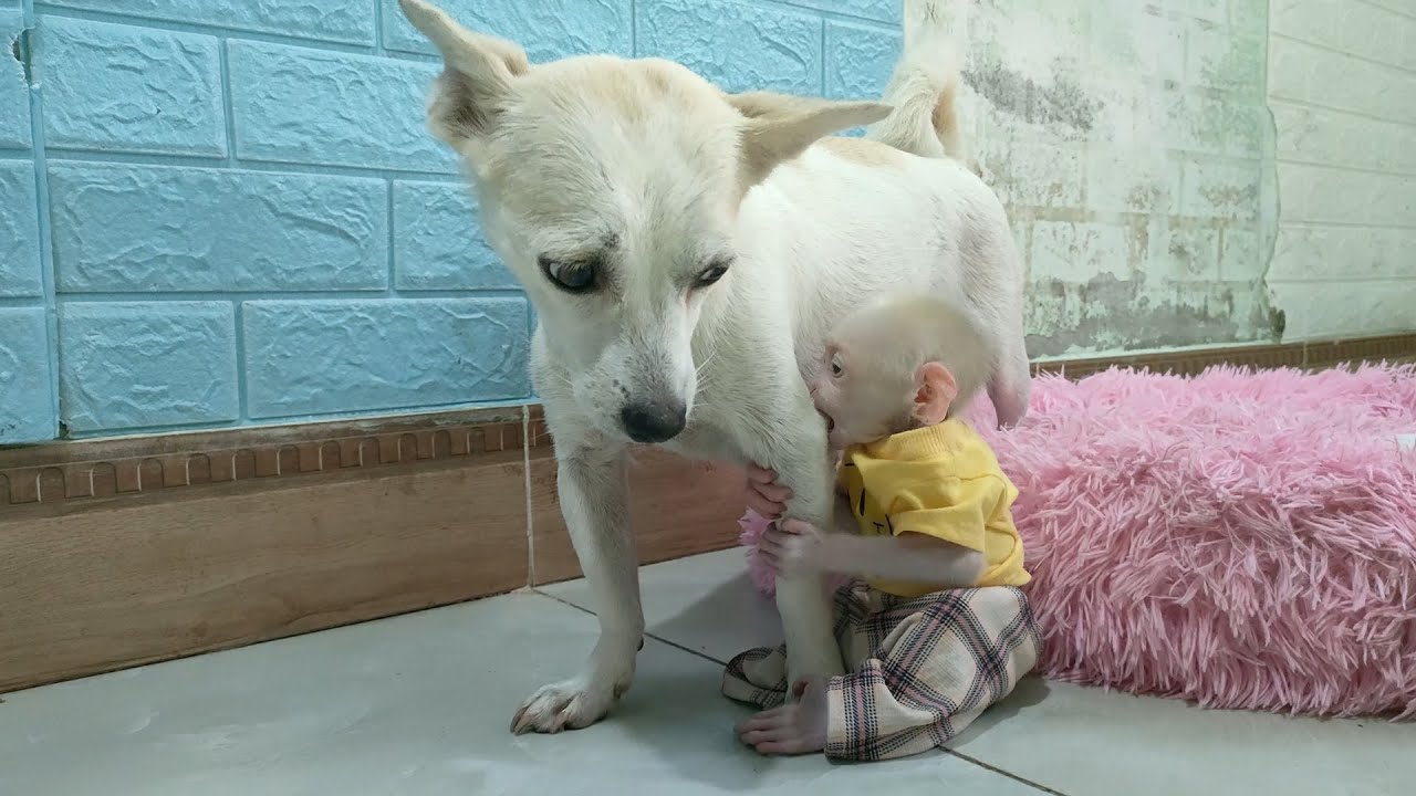 Super cute! Baby monkey Su gets acquainted with puppies - Cute animal videos