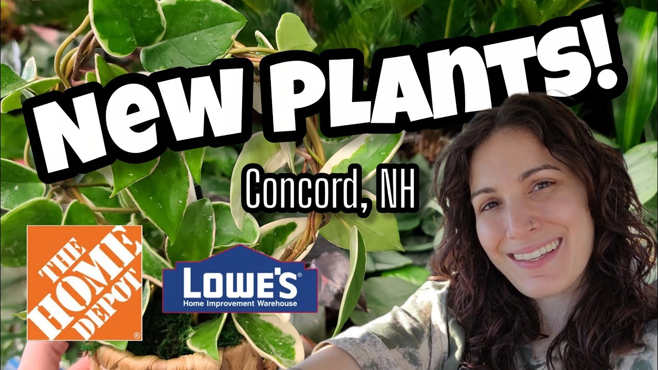 НОВЫЕ ХОЙЯ, АНТУРИУМ, АЛОКАЗИЯ И ДРУГИЕ! 🌿 Покупка растений в Home Depot и Lowe's