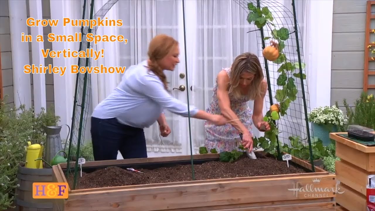 Grow Pumpkins From Seed to Harvest in Small Space/ Shirley Bovshow