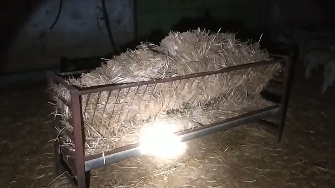 2° día de adaptación de los corderos al pienso