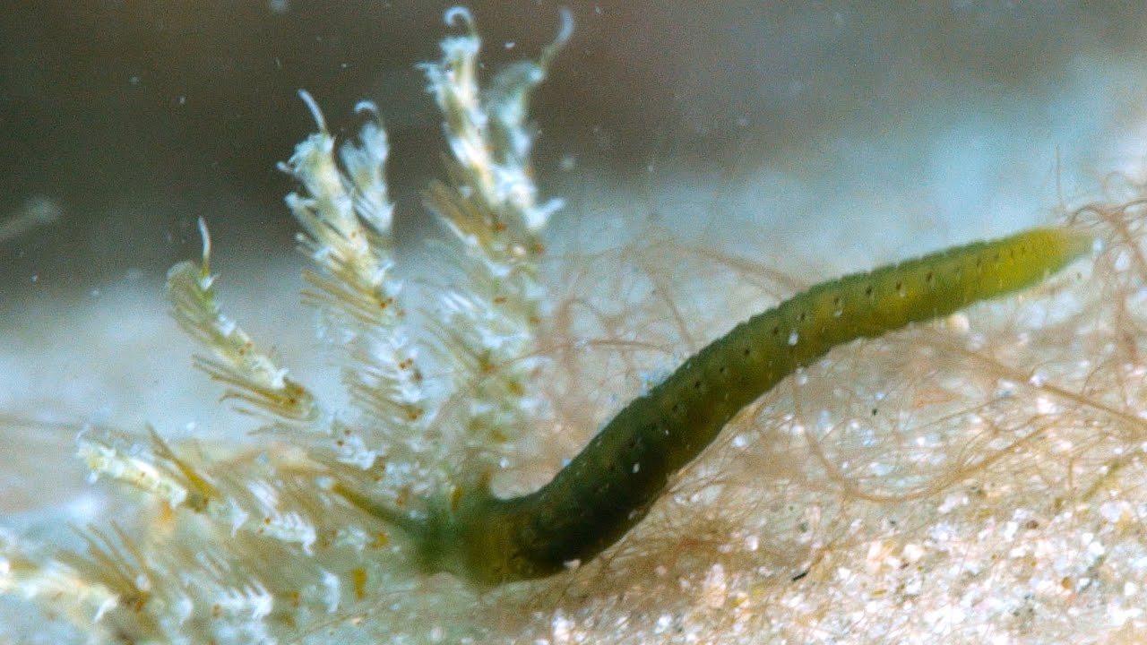 Feather Duster Worm [4K]