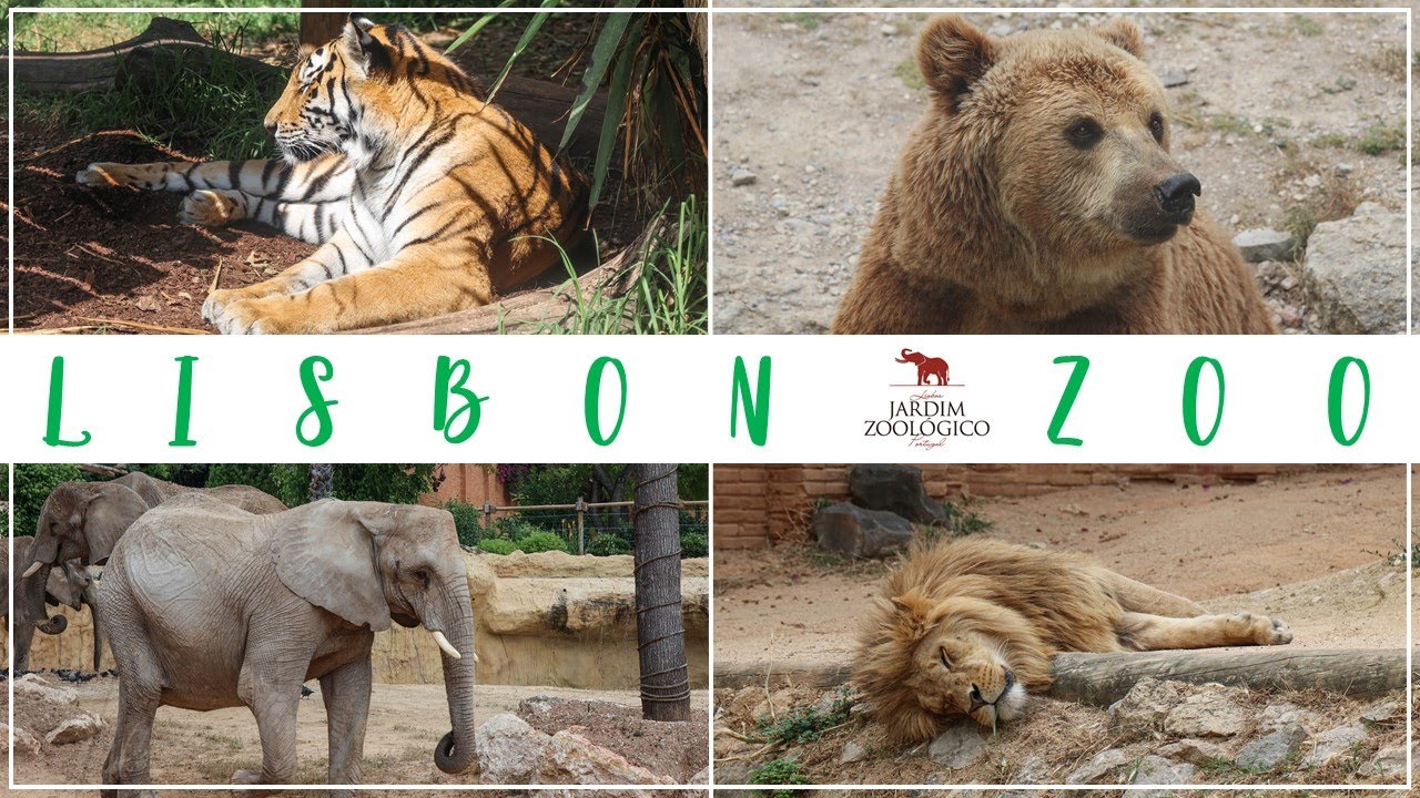 Lisbon Zoo 2021 - Jardim Zoológico 🇵🇹🐵🐻🦁🐯🐬🦓🐘🦒🦧🦍🐅