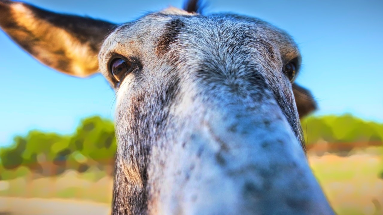 To Save Donkeys | Alveus Sanctuary Mini-Doc