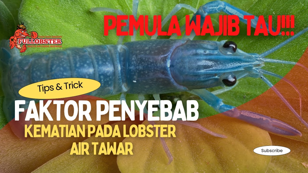 FAKTOR PENYEBAB KEMATIAN PADA LOBSTER AIR TAWAR ANDA - PEMULA WAJIB TAU ?!!! 😱😭😭