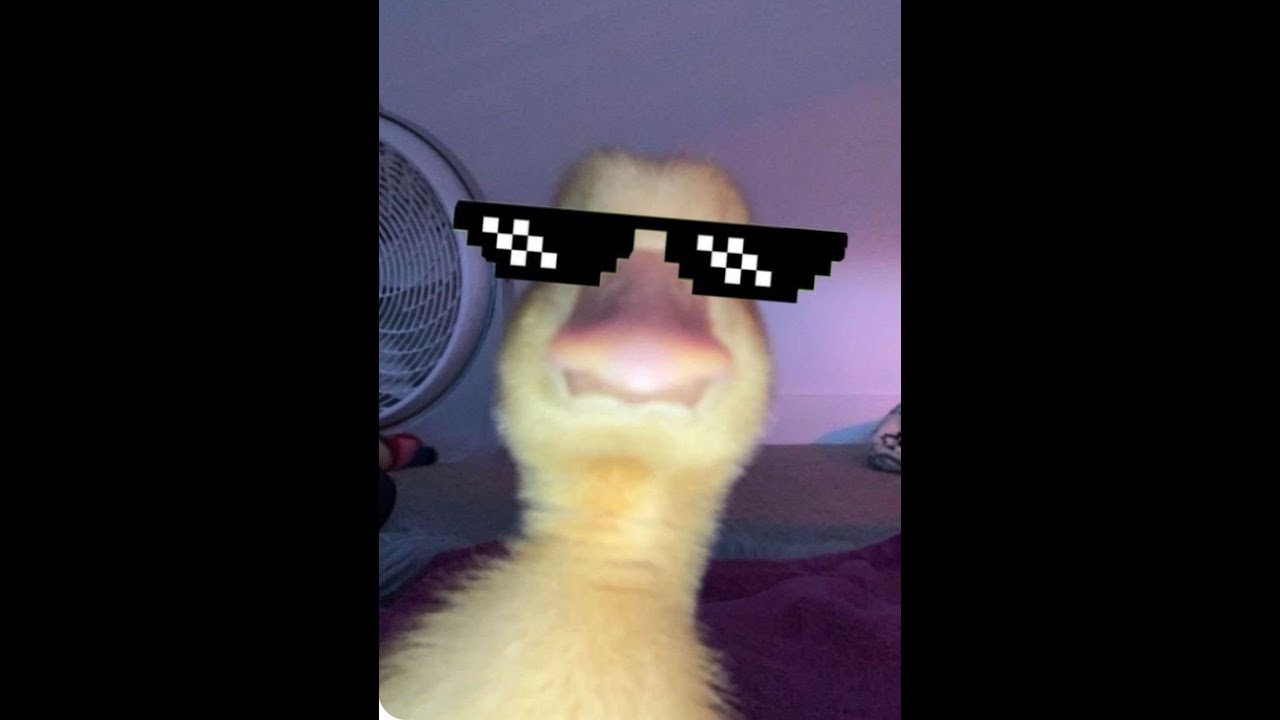 LIVE | duck duck duck EP.4