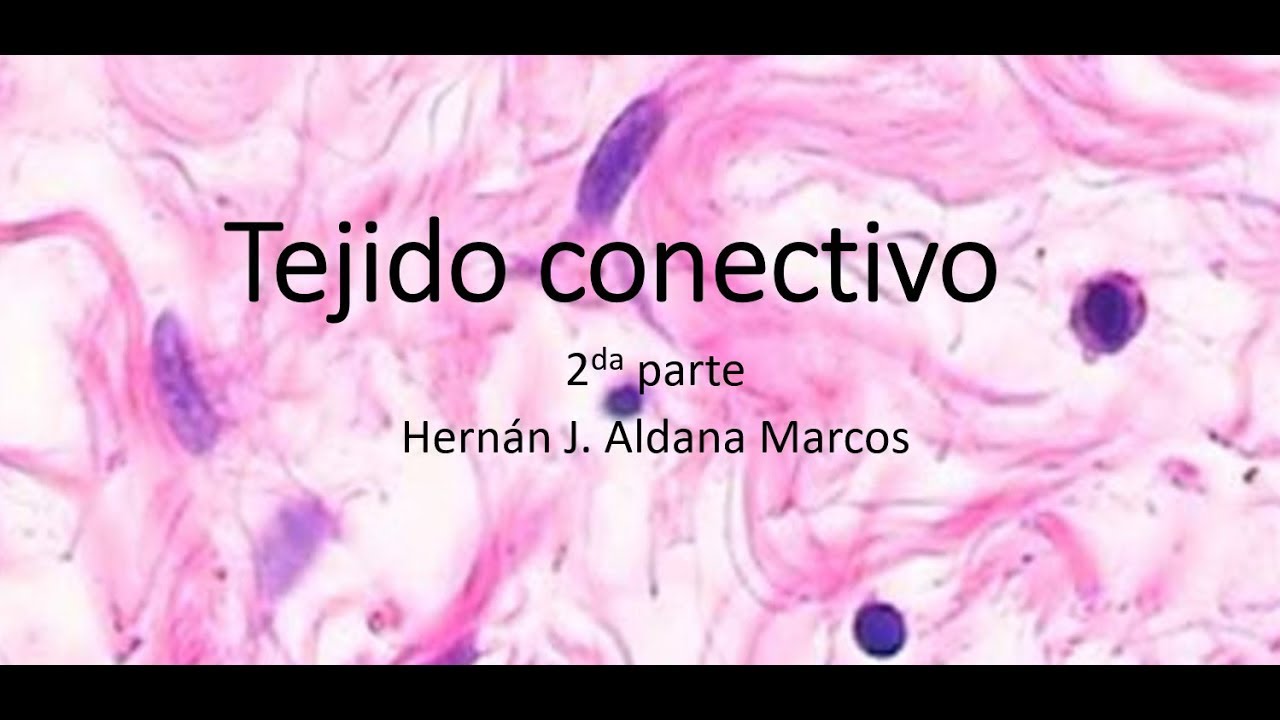 2 de 3- Tejido conectivo propiamente dicho. Aldana Hernán