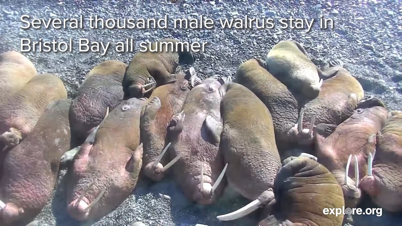 How Large Are Walrus? | 7 Facts About Pacific Walrus
