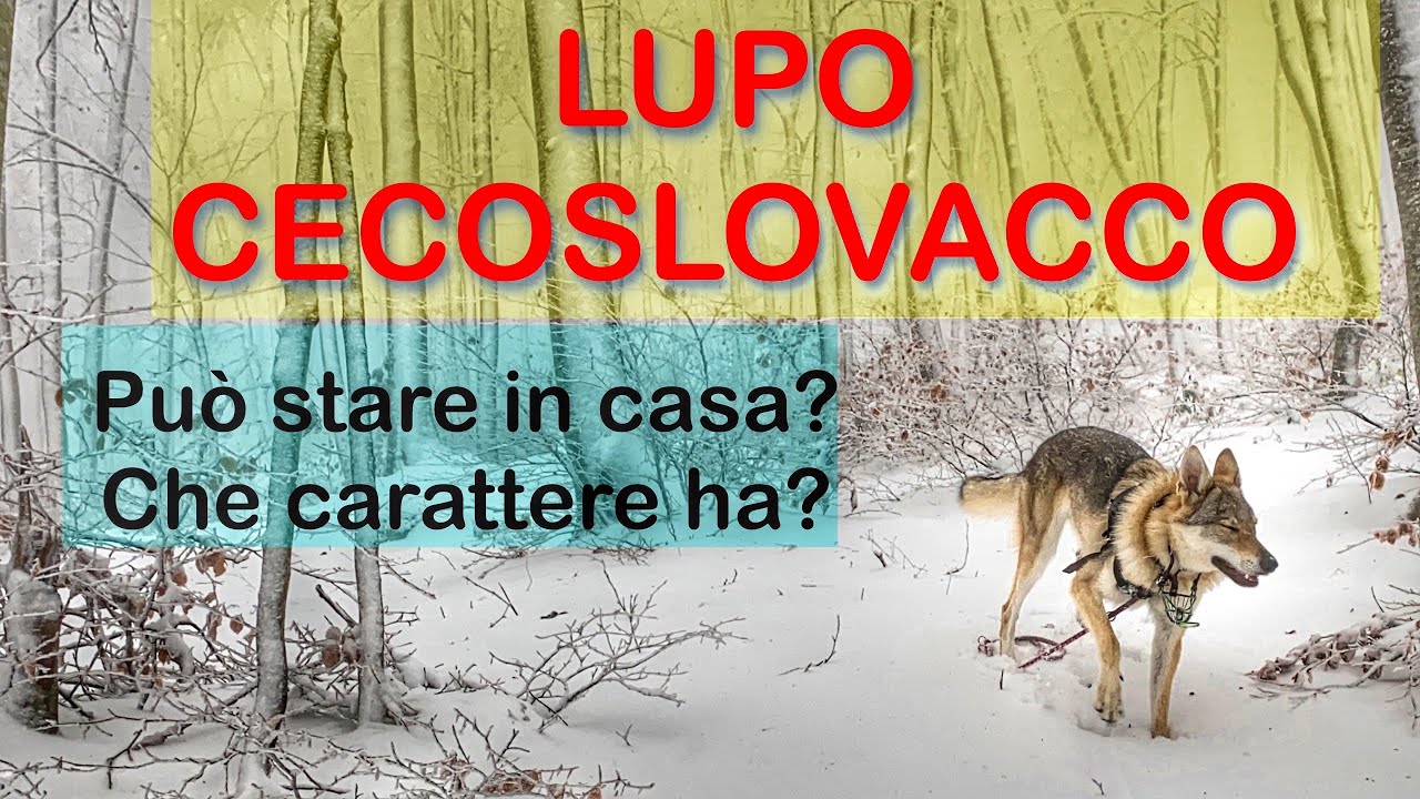 CANE LUPO CECOSLOVACCO - PUO' STARE IN CASA , CHE CARATTERE HA ? - LA MIA ESPERIENZA