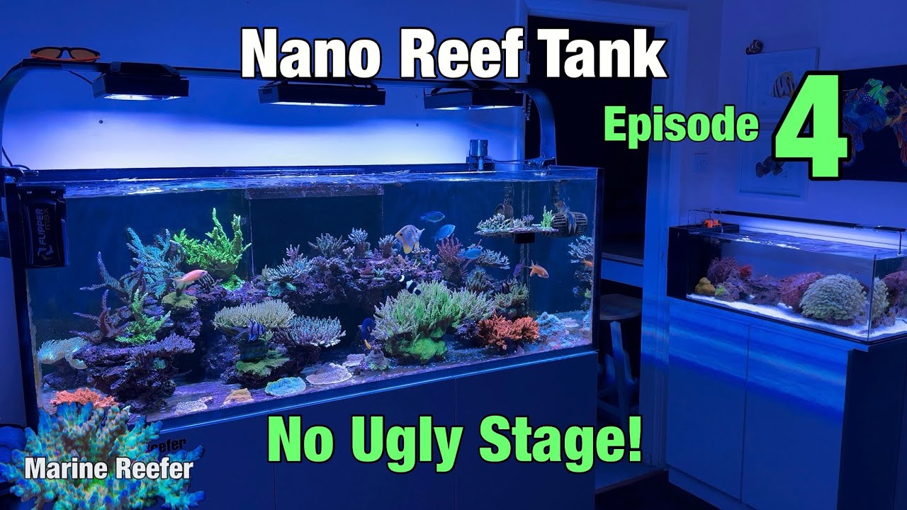 Setting Up a Nano Reef Tank No Ugly Stage Episode 4 