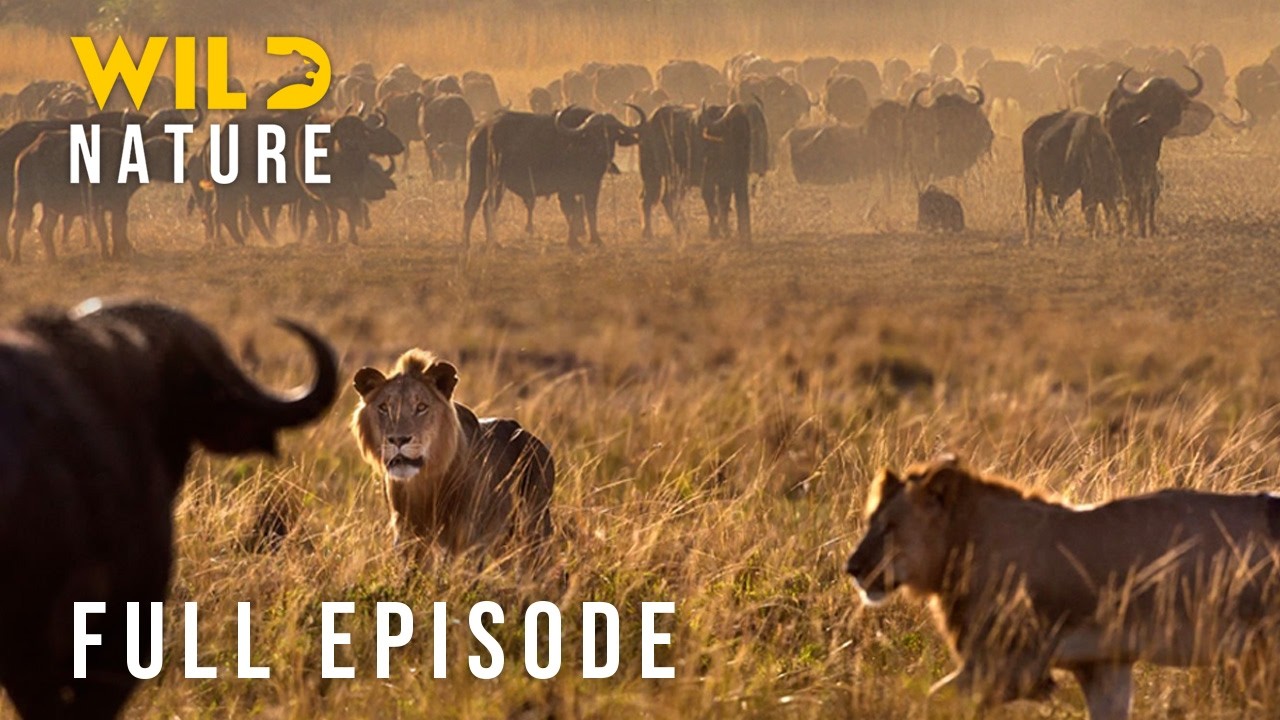 Wild Tanzania (Full Episode) | Clash of Titans | Wild Nature