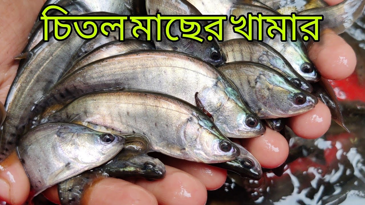 চিতল মাছের খামার চিতল মাছের পোনা নদীর পোনা চিতল মাছ মাছের খামার