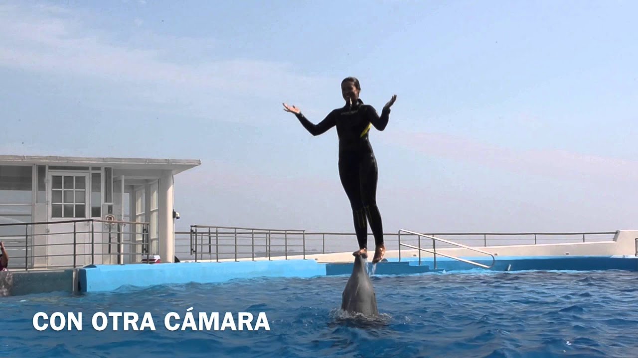 SHOW DE DELFINES ACUARIO DE VERACRUZ