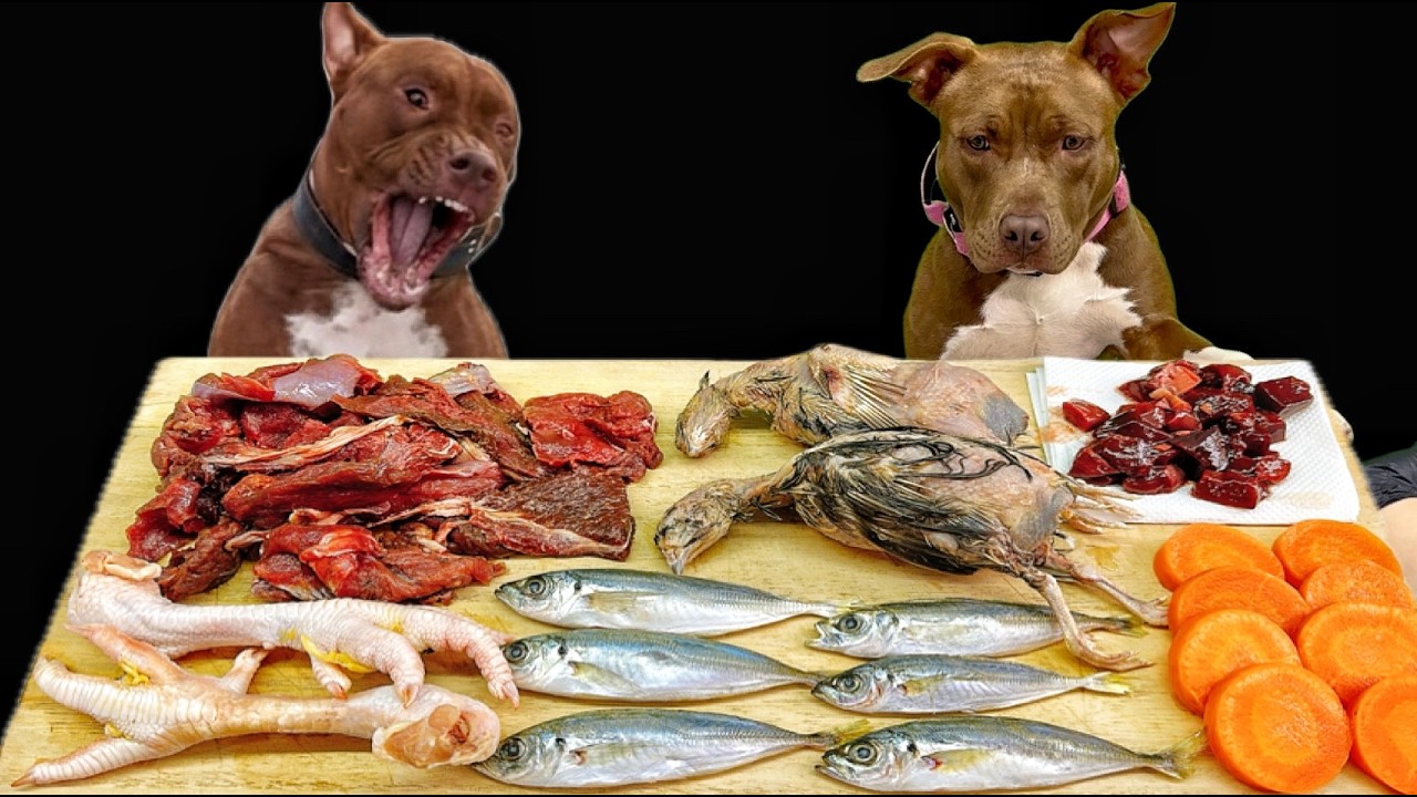 Pitbull Raw Feeding ASMR | Best Dog Eating Sounds