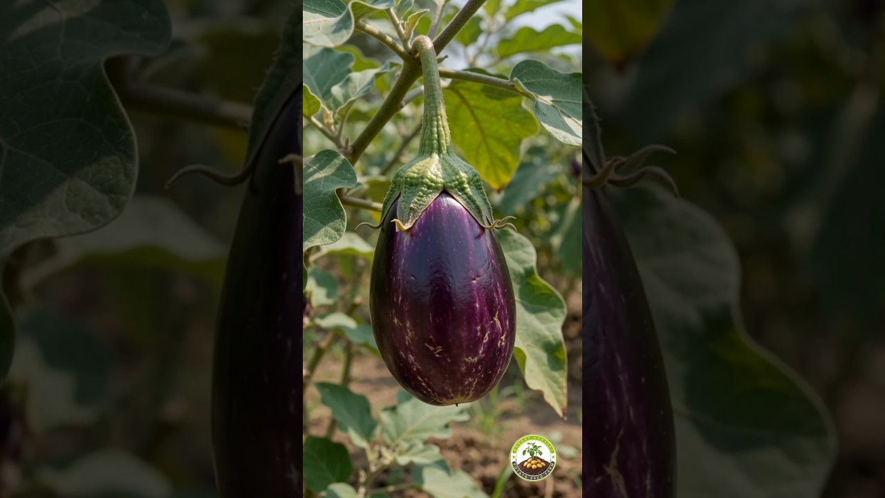 Life Cycle of Brinjal #lifecycles #timelapse #farming