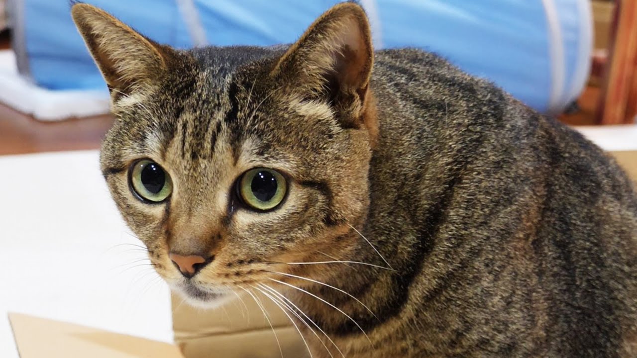 はな７。-Hana 7.-