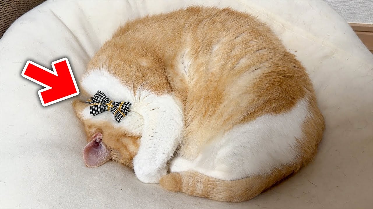 猫達の首に知らない首輪がついているぞ！？！？【2月編】