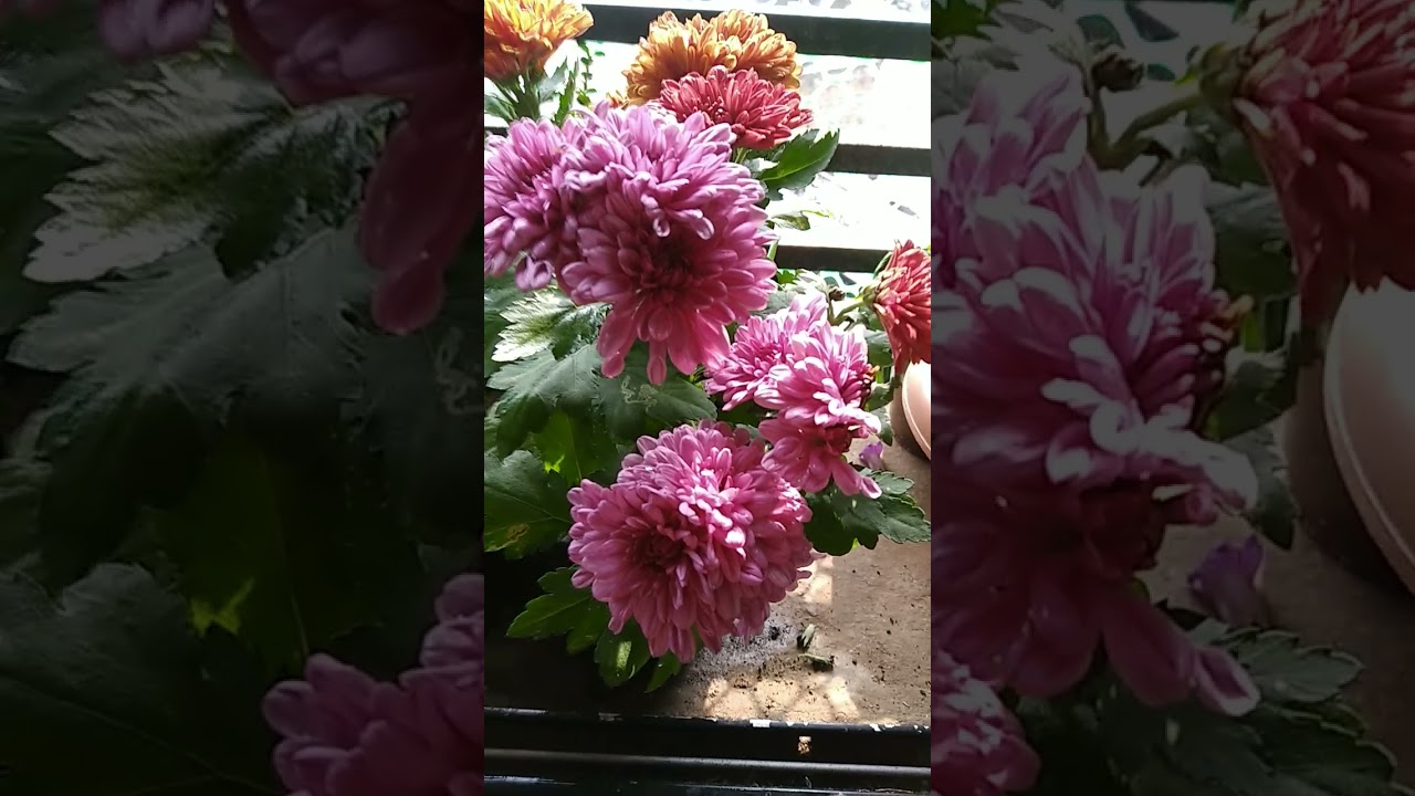 #my winter flowers shopping haul #UpcomingVideo
