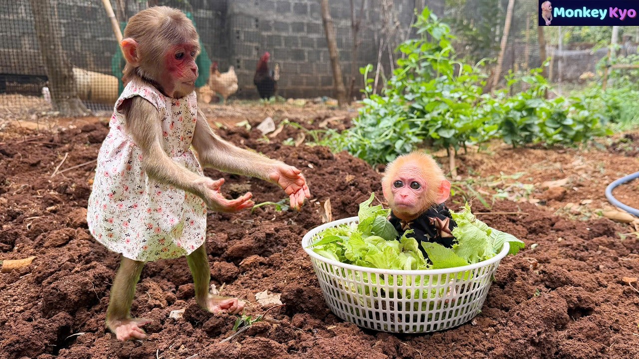 Kyo is busy gardening… Then BuNa did THIS! 🤣