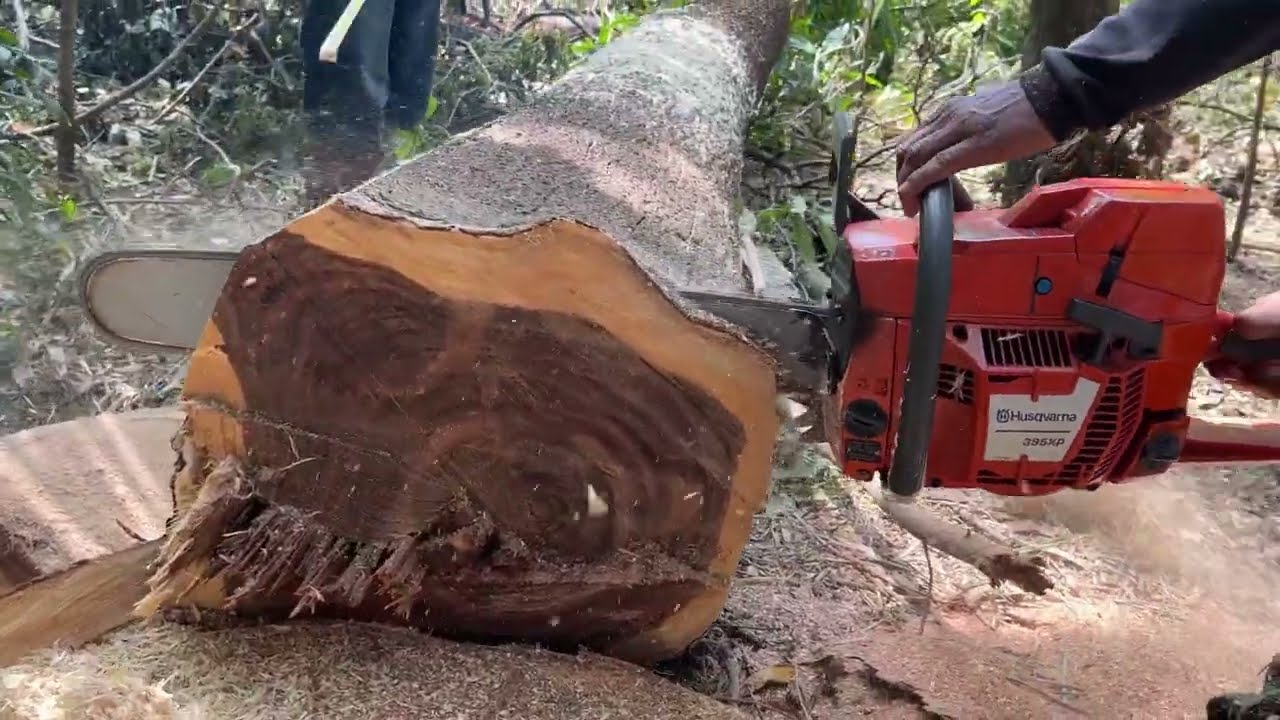 Just 10 minutes !! Husqvarna 395 XP chainsaw, felling a trembesi tree.