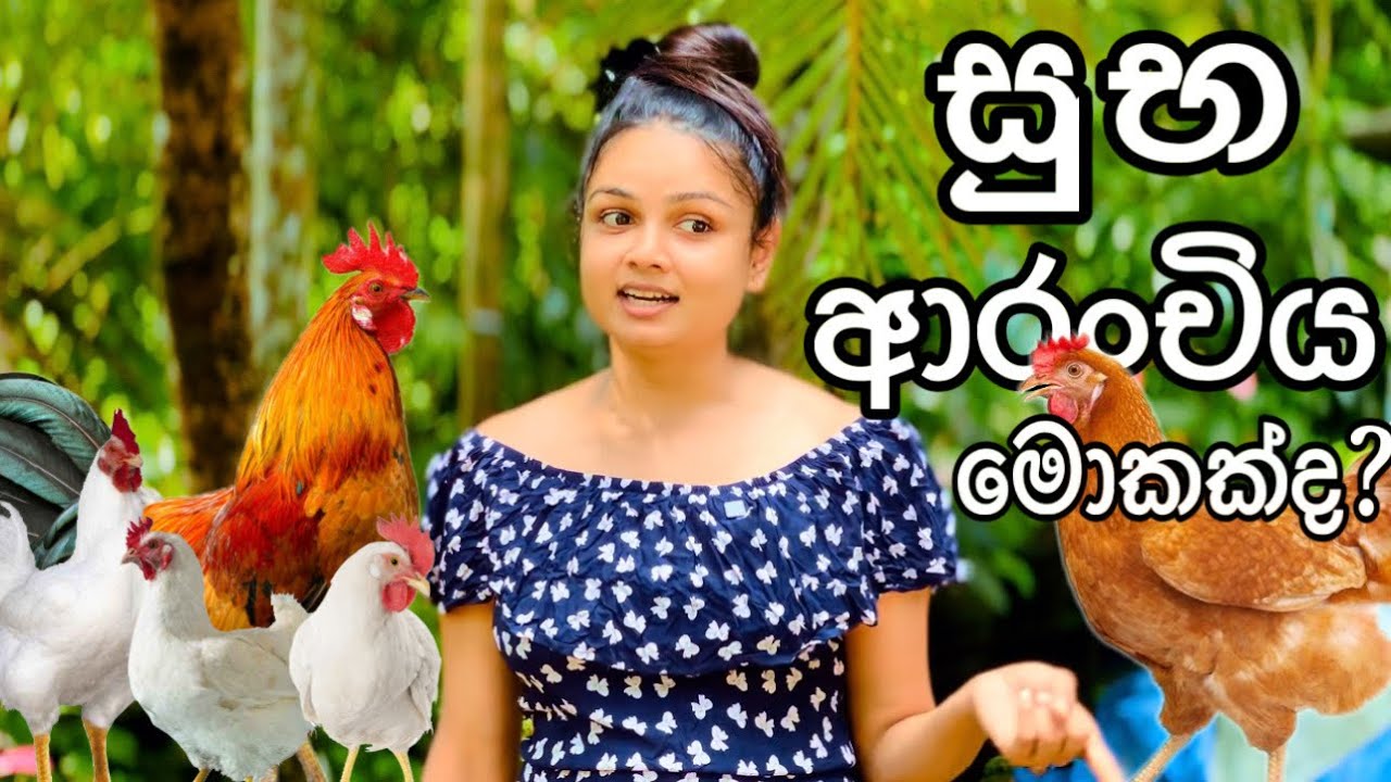 මොකක්ද ඒ සුභ ආරංචිය 🫢🐓 Hen Farming