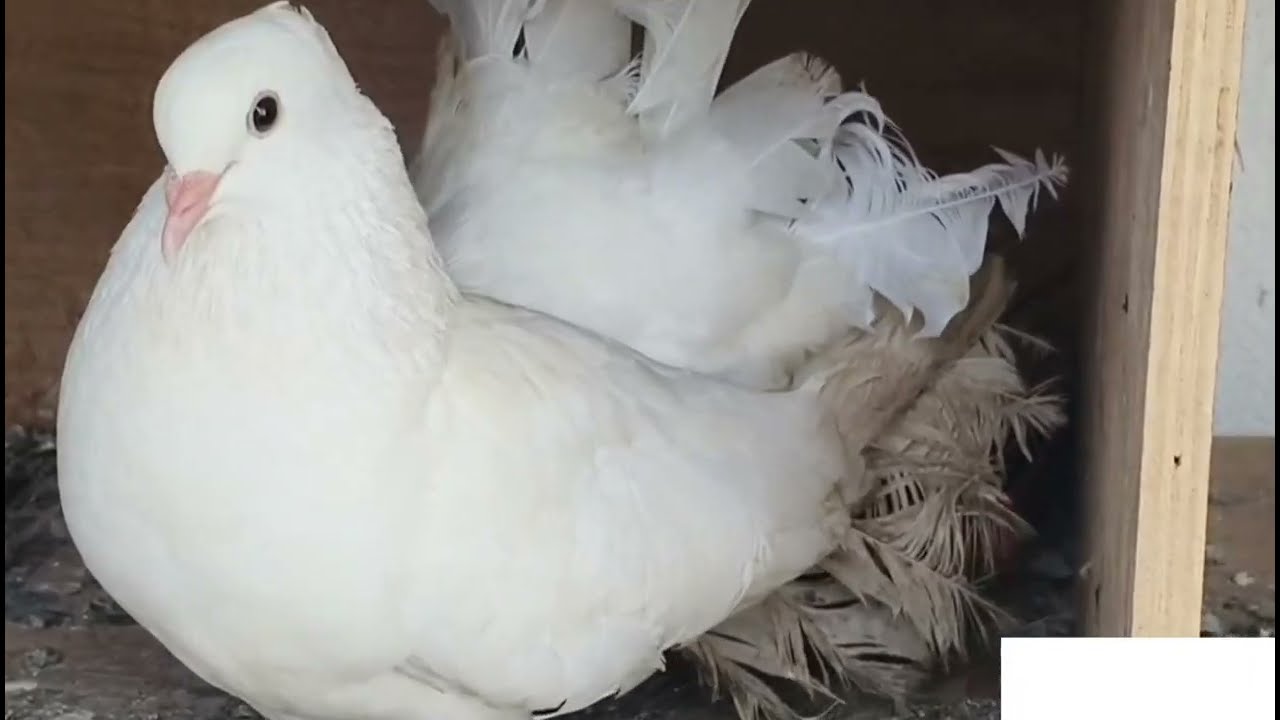 நமது புறா ஏன் முட்டை போடவில்லை 🥚
