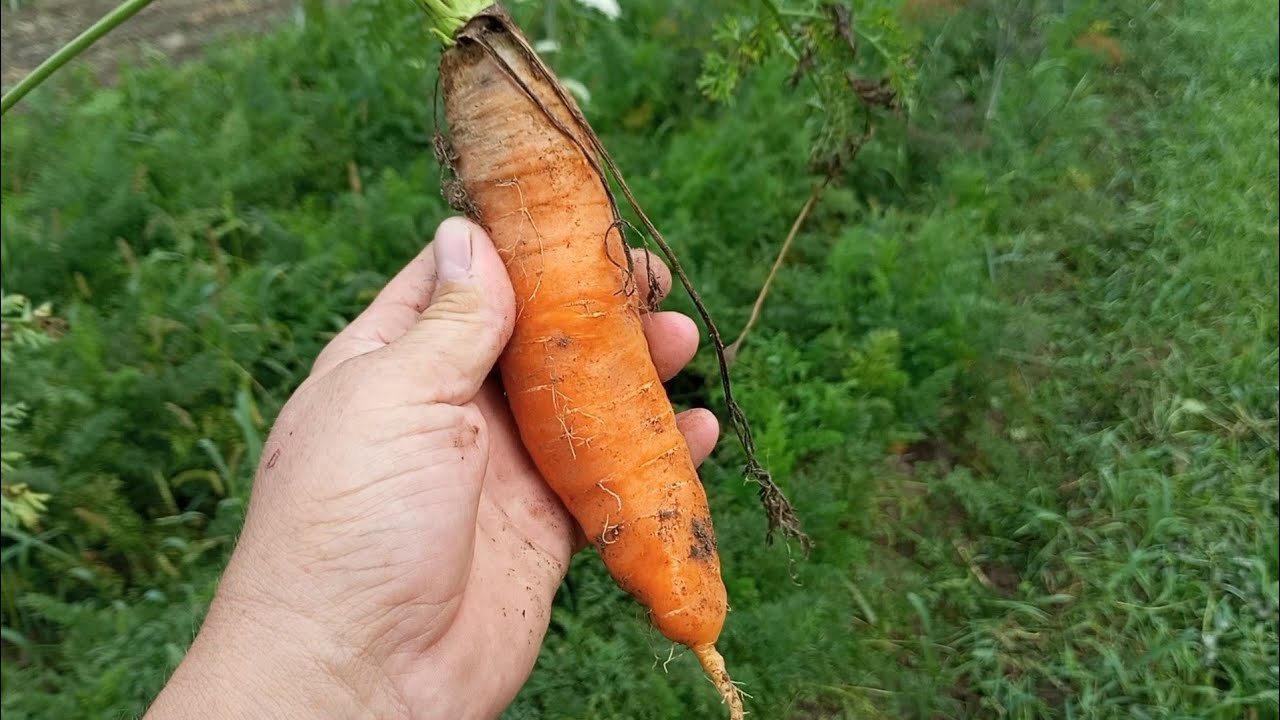 (351) Kilka warzyw i nie tylko w połowie sierpnia na działce 🌸🌴🌿🥔🧅🫘🫠👍