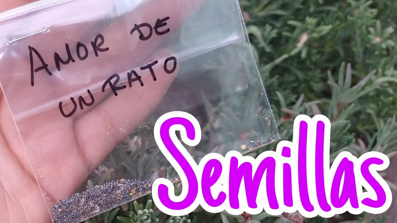 Como extraer SEMILLAS de AMOR DE UN RATO  // Semillas de Verdolaga, rayito de sol