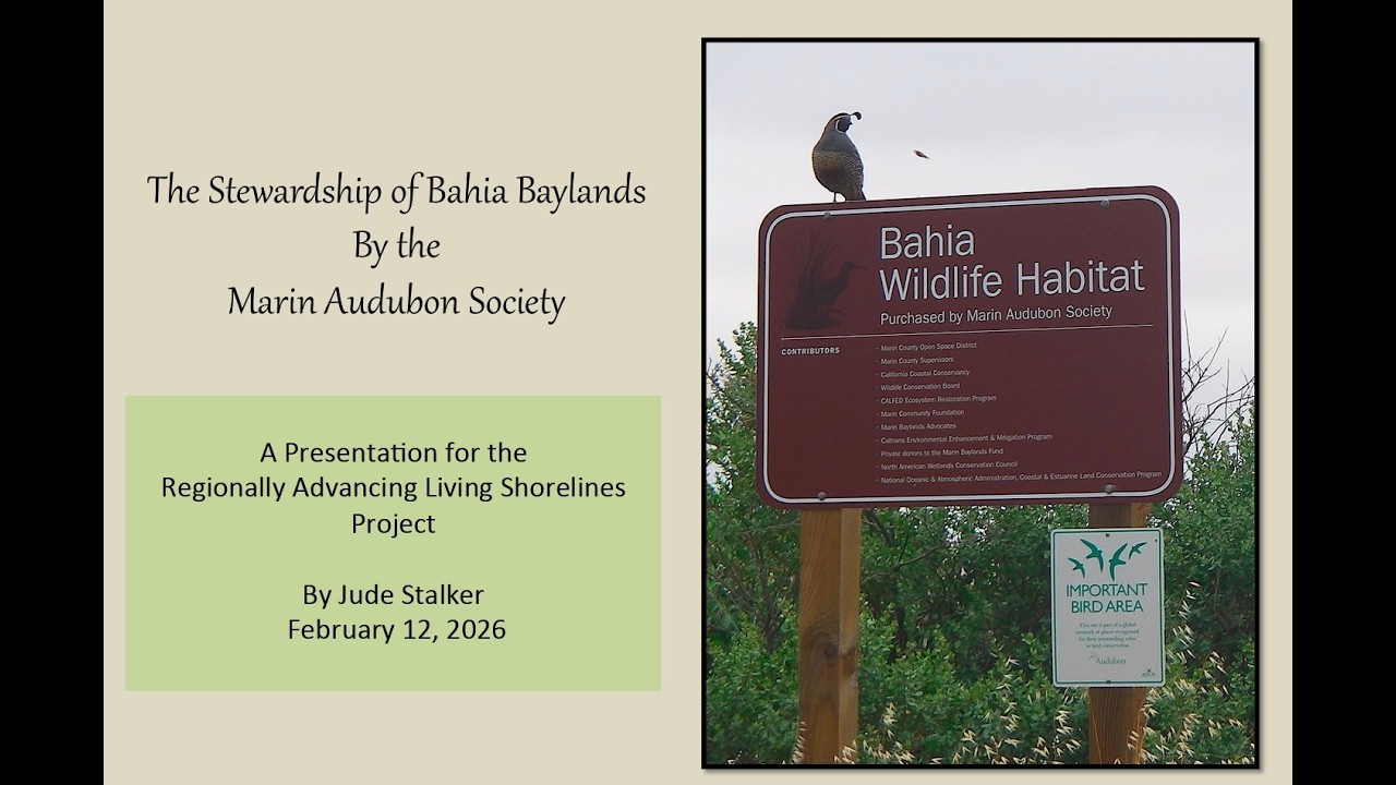 The Stewardship of Bahia Baylands by the Marin Audubon Society