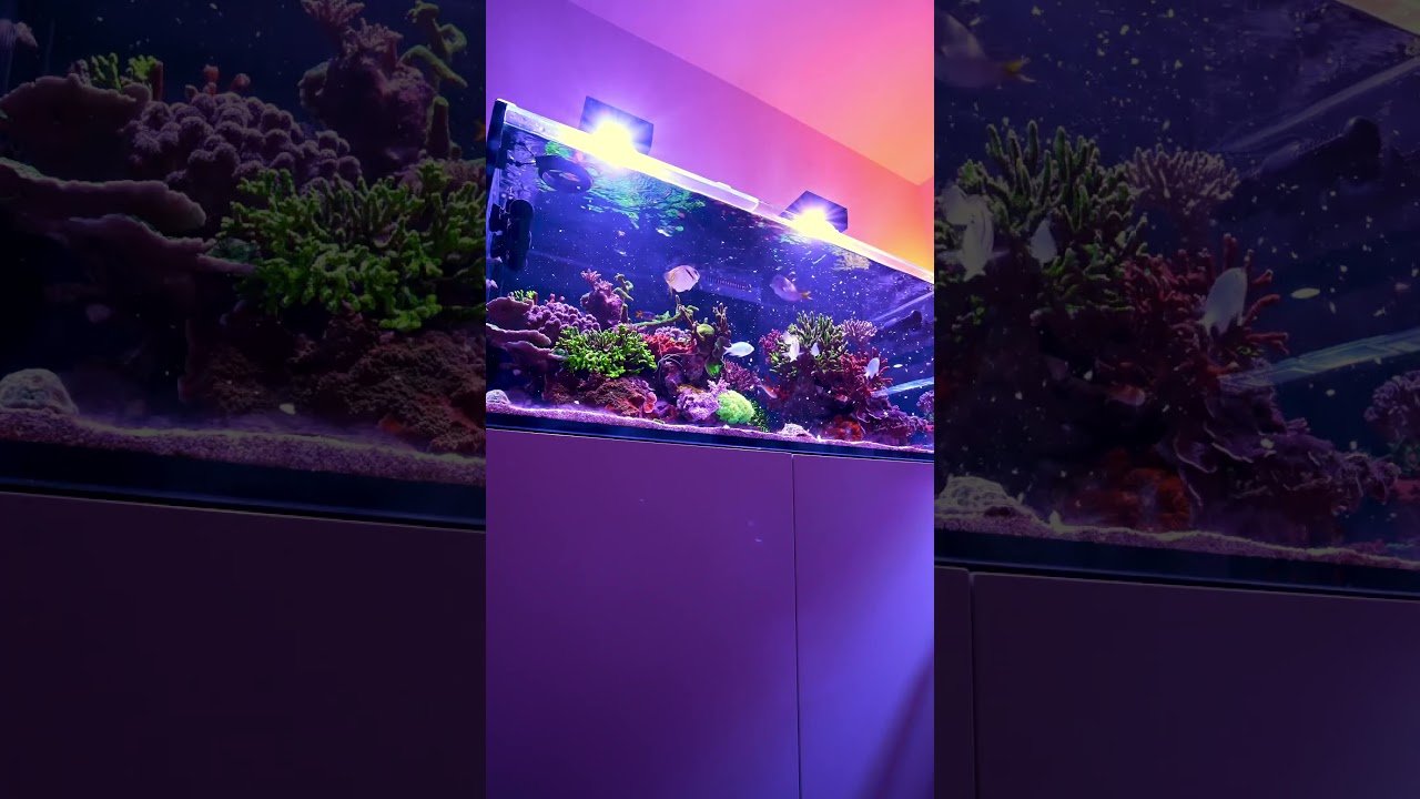 #coraltank #reefaquarium #fish #reeftank #fishtank #reefkeeper #coralreefaquarium #reeflife
