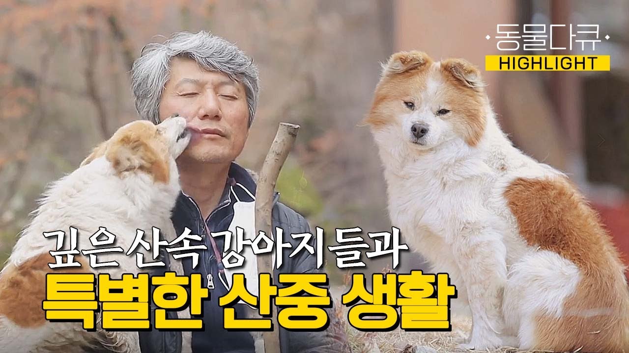 [동물극장 유튜브 오리지널] 세상과 단절된 깊은 산속에서 사는 규오씨와 그곳에서 운명처럼 만난 세마리의 강아지들 | 동물극장 단짝 EP10 | KBS 220401 방송