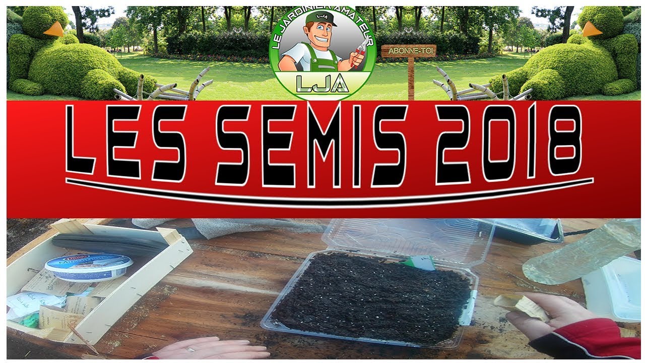 🥗🥗1 LES SEMIS 2018 🥗🥗(feuille de chêne blonde)