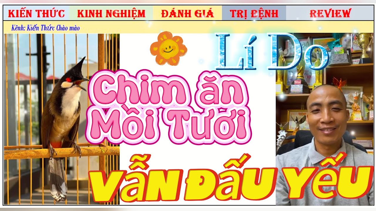 Vì sao Chim Chào mào Đấu chăm mồi tươi Đều nhưng lại chơi không Tốt?
