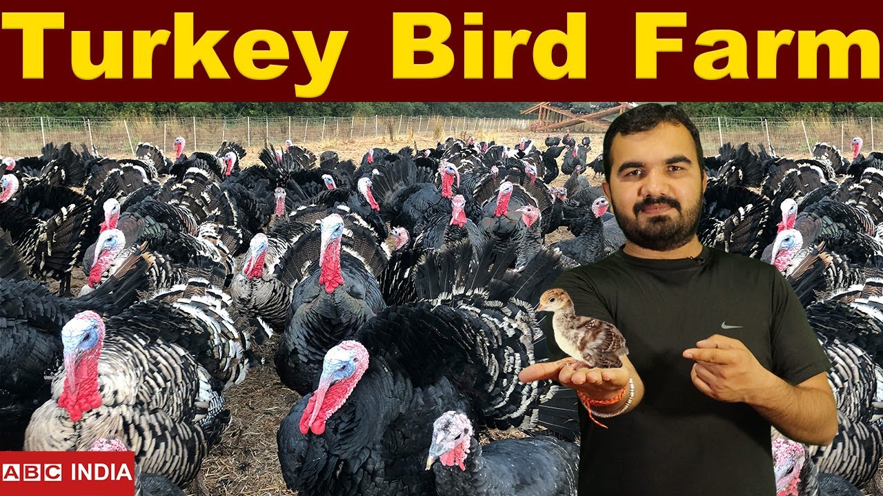 Turkey Bird farming | वजनदार मुर्गे | कम लागत | ज्यादा मुनाफा | Turkey murga farm | टर्की पालन