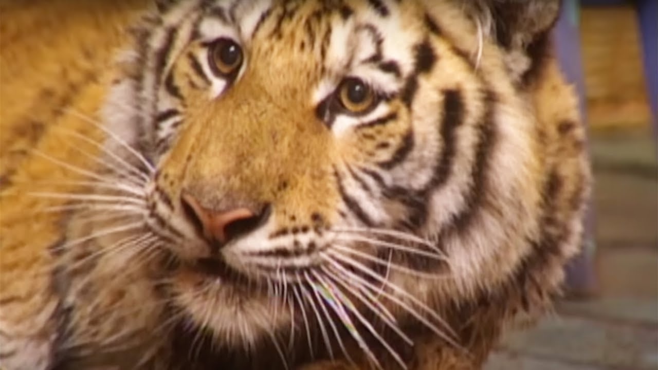 Zoboomafoo - Tigers | WildBrain Zoo | Animal Lovers Kids Show