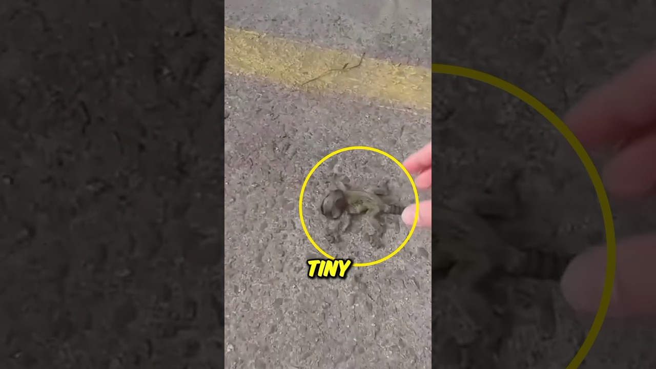 A man found a tiny baby monkey on the street and took it home #shorts #animals #rescue
