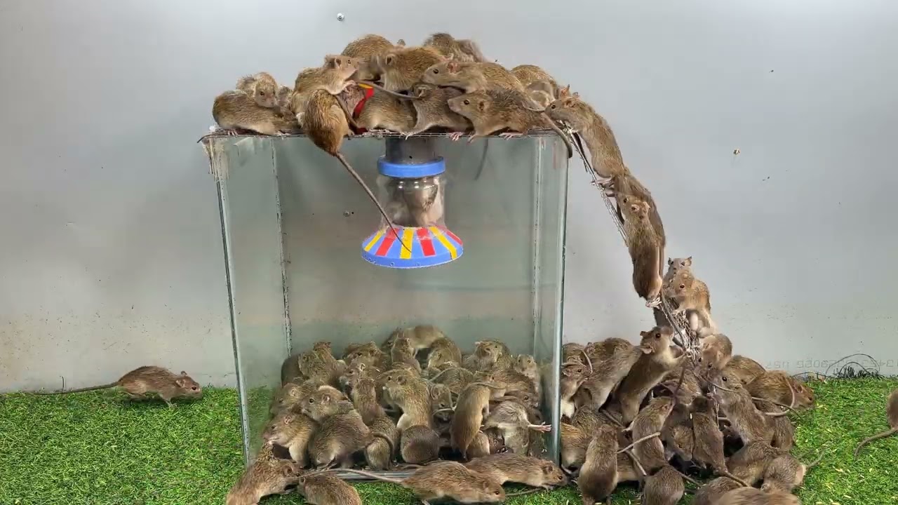 現代の自家製ネズミ捕り / 効果的なネズミ捕りの作り方