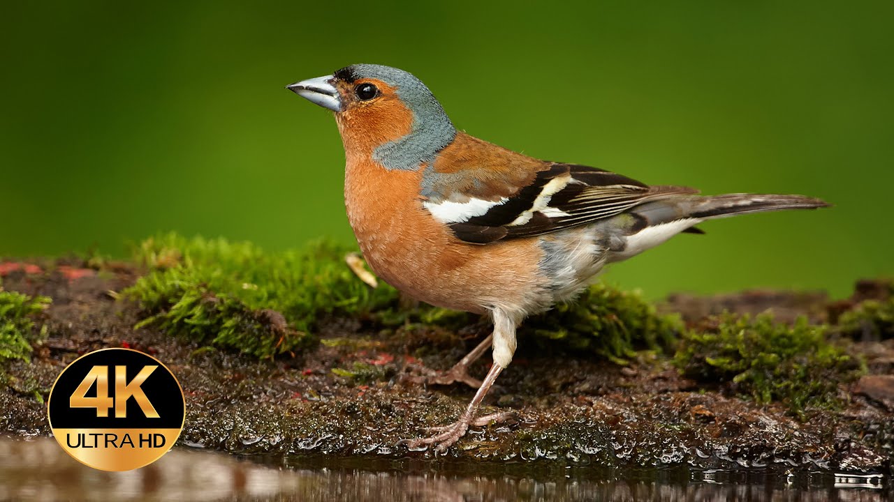 Chaffinch ( Fringilla coelebs). Singing birds 4K Ultra HD