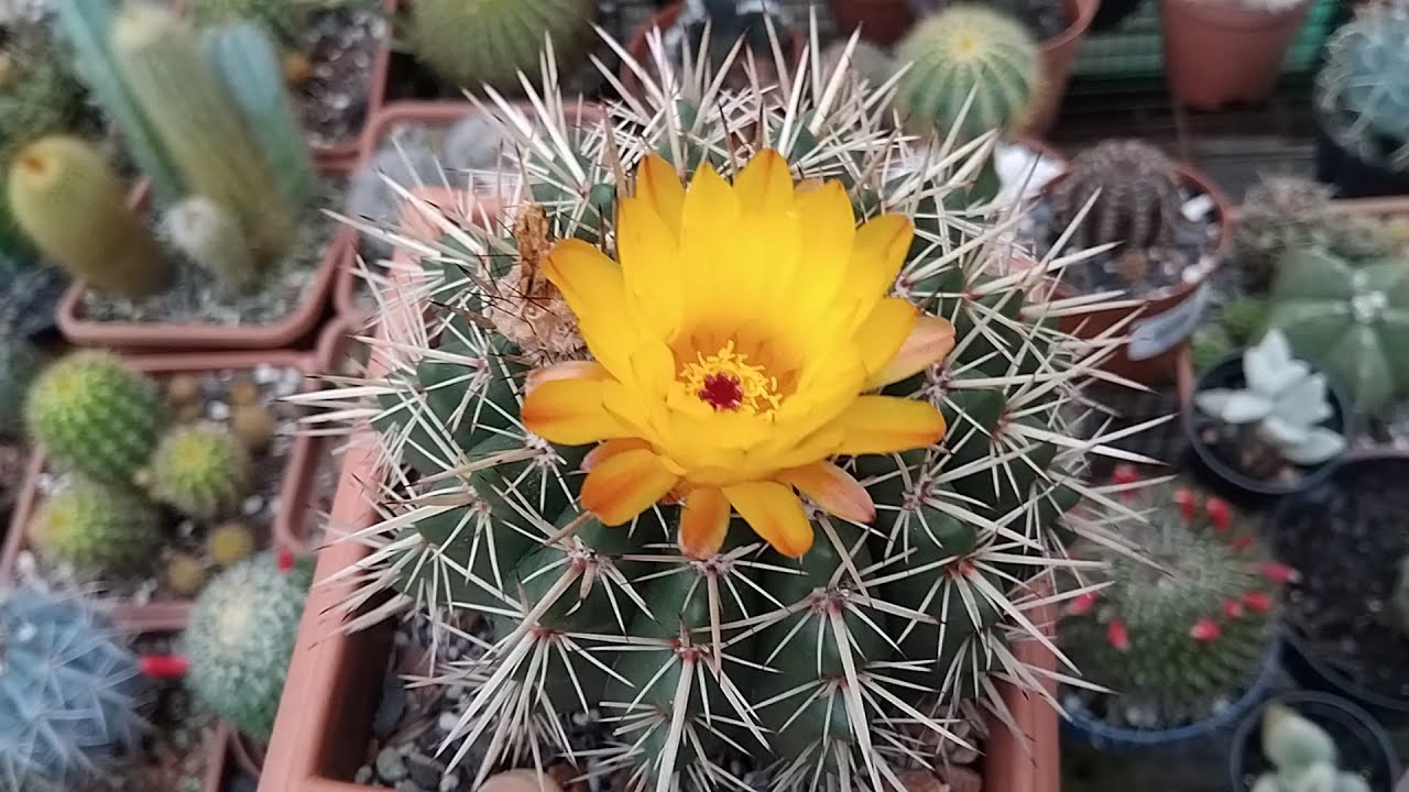 Meus cactos e suculentas!#viralyoutubevideo #viral #plantas #cactus #cactos #suculentas #casa #fyp 