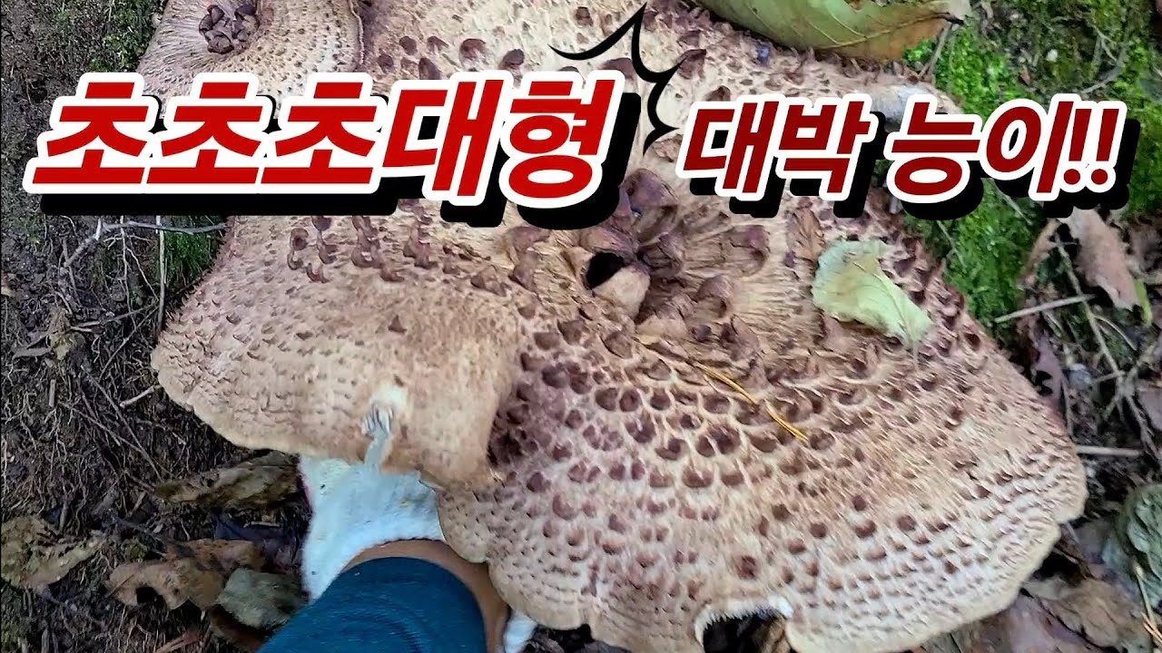 초초초대형 대박능이가!!! #능이버섯 #약초산행 #님사랑