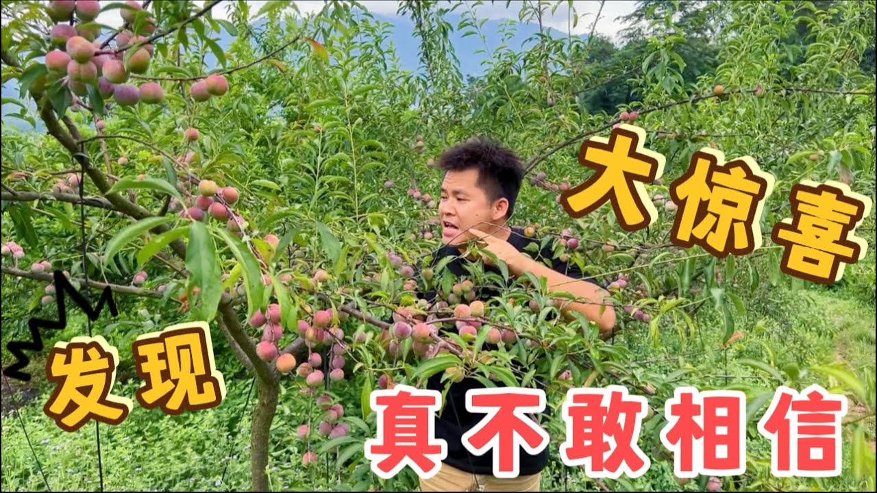 花8000元深山承包20亩果园，整整一年过去了，长成这样自己都不敢相信