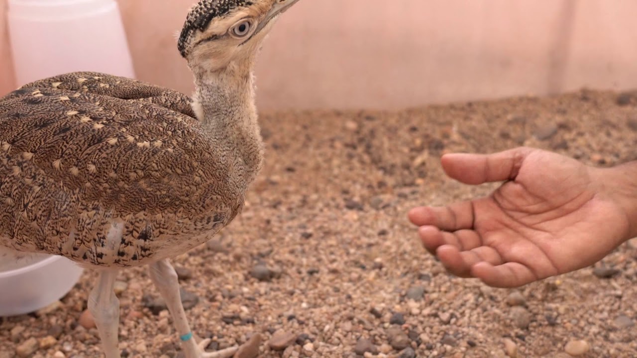 Conservation Breeding center for The Great Indian Bustard at Sam, Jaisalmer, Rajasthan. #subscribe